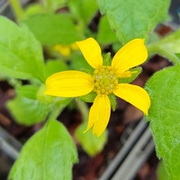 Chrysogonum virginianum